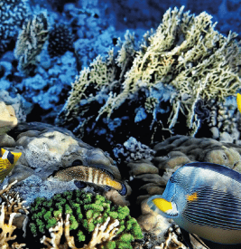 Meerwasseraquaristik