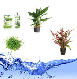 Wasserpflanzen